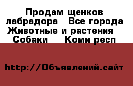 Продам щенков лабрадора - Все города Животные и растения » Собаки   . Коми респ.